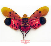 Penthicodes atomaria (Malaysia)